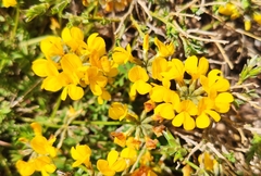 Hippocrepis comosa