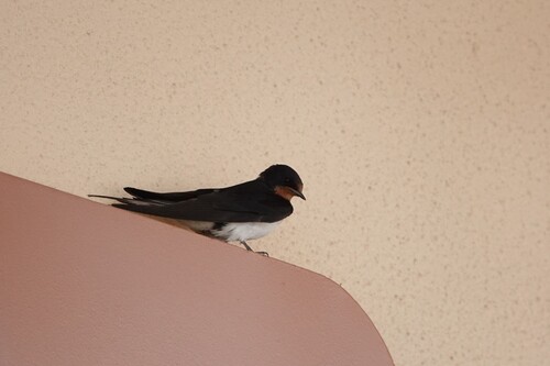 Barn Swallow