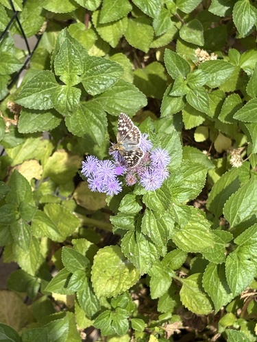 Common Checkered-Skipper
