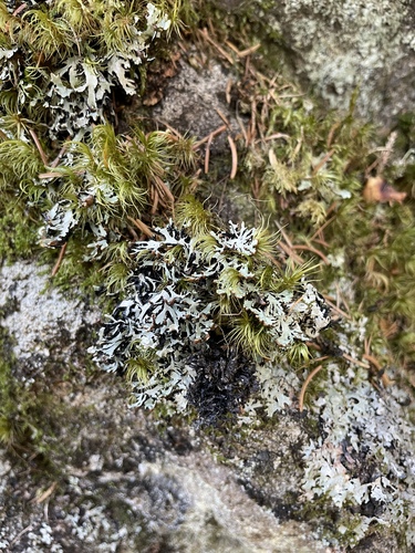 Hypogymnia vittata observed 2026-04-30