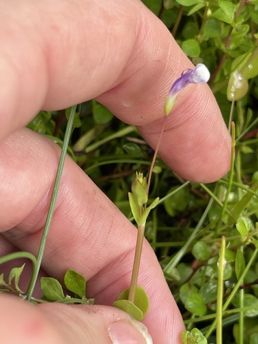 Lindernia grandiflora, photograph 3