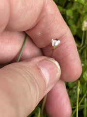 Lindernia grandiflora, photograph (c) James Hardee, some rights reserved (CC BY)