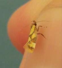 Epicallima icterinella