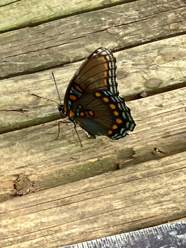 Red-spotted Purple