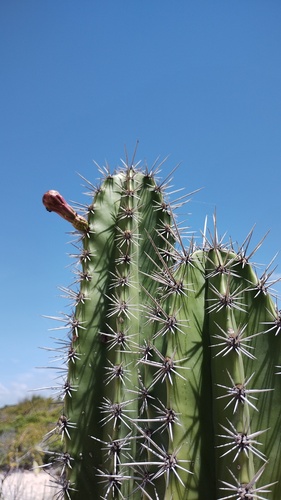 Stenocereus chacalapensis, photograph 3