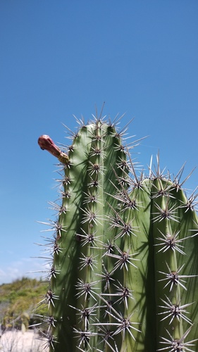 Stenocereus chacalapensis, photograph 4