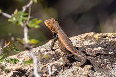 Sceloporus parvus