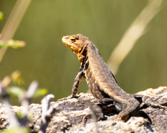 Sceloporus parvus