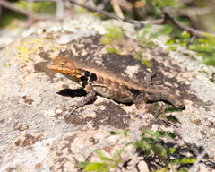 Sceloporus parvus