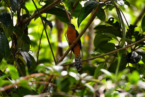 Cacomantis castaneiventris, 2026-07-09