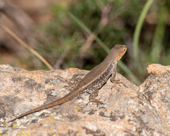 Sceloporus parvus