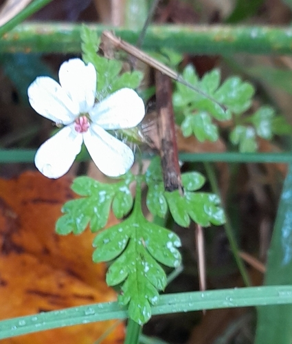 Herb Robert