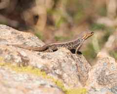 Sceloporus parvus