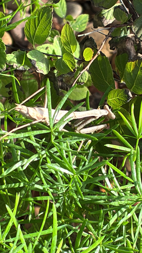 Carolina Mantis