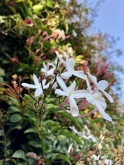 Jasminum polyanthum