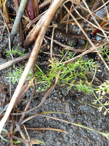 lesser marshwort