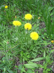 Taraxacum officinale