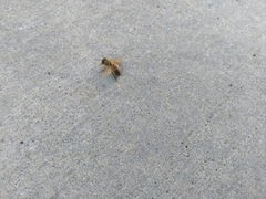 Apis mellifera