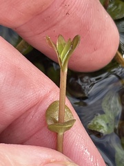 Lindernia grandiflora, photograph (c) James Hardee, some rights reserved (CC BY)