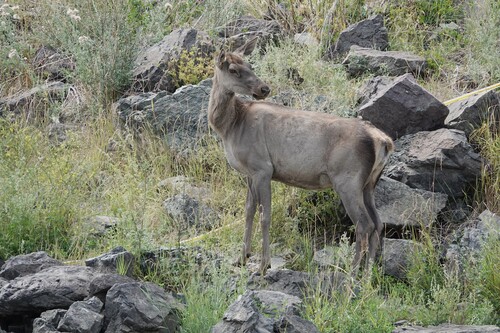 Wapiti, photo 3 of 7
