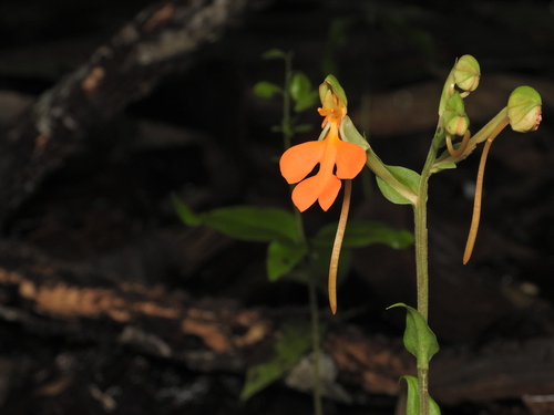 Red-Lipped Habenaria