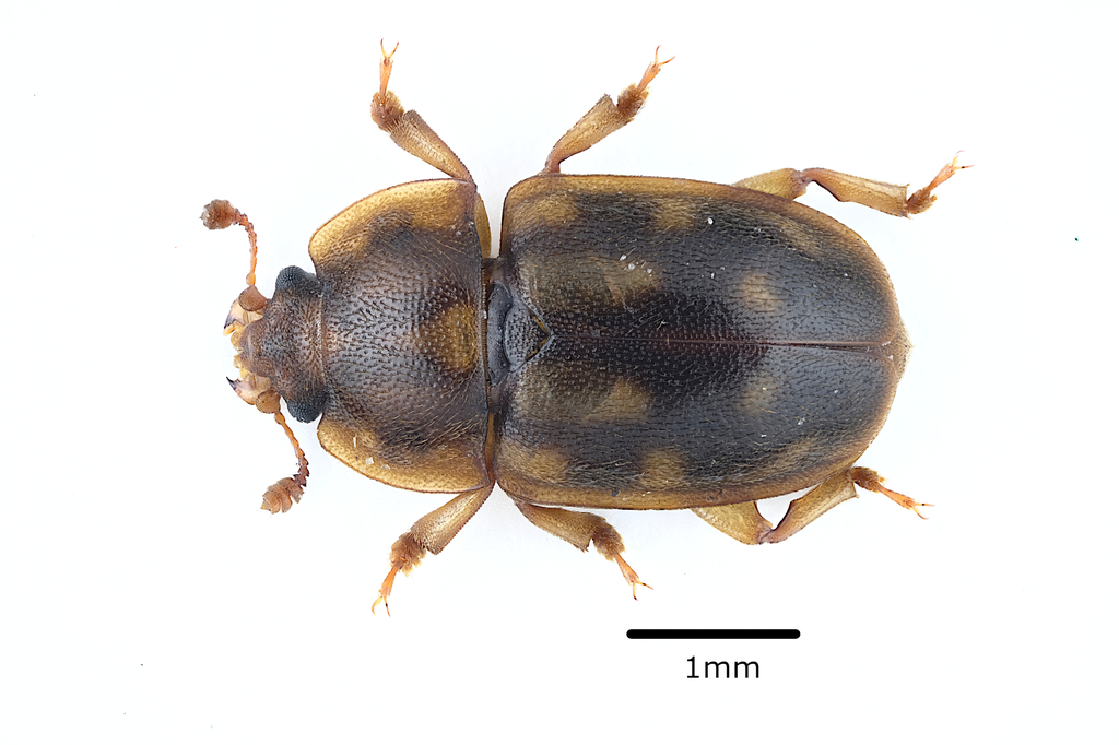 Epuraea guttata