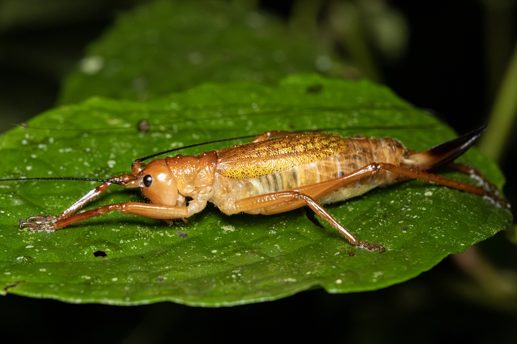 Tico Katydid