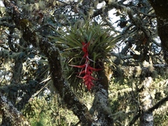 Tillandsia violacea