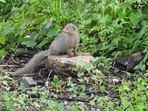 South Indian Grey Mongoose