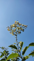 Cordia dentata, photograph (c) Carlos Domínguez-Rodríguez, some rights reserved (CC BY)