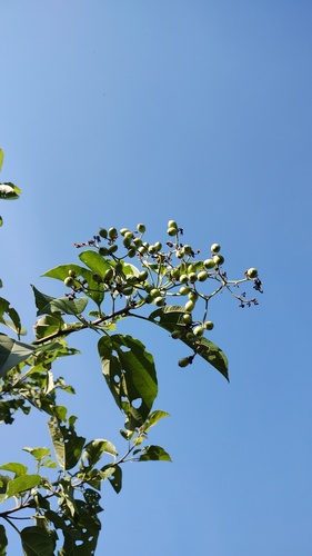 Cordia dentata, photograph 3