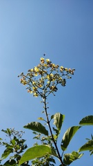 Cordia dentata