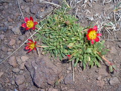 Calandrinia caespitosa