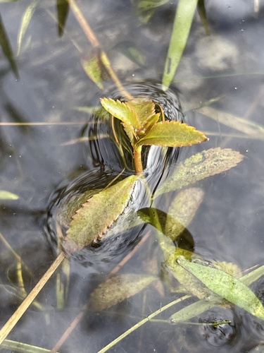 Proserpinaca palustris, photograph 4