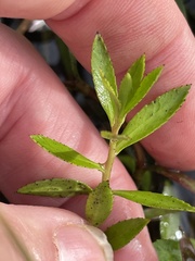 (c) James Hardee, some rights reserved (CC BY) Proserpinaca palustris, photograph (c) James Hardee, some rights reserved (CC BY)