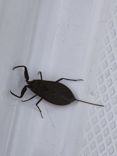 Eurasian Water Scorpion
