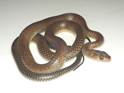 Indo-Chinese Rat Snake