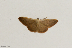 Idaea distinctaria
