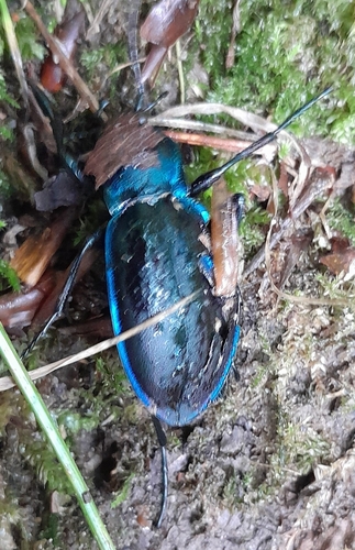 Violet ground beetle