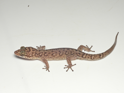Ranong Leaf-toed Gecko