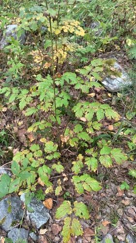 Actaea cimicifuga observed 2026-08-31