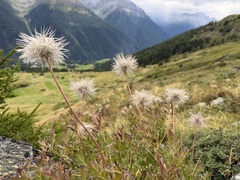 Pulsatilla alpina, photograph (c) Katrin Simon, some rights reserved (CC BY)