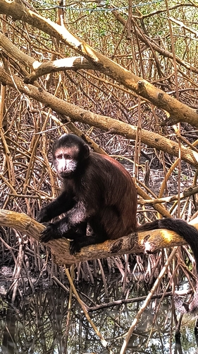 Crested Capuchin