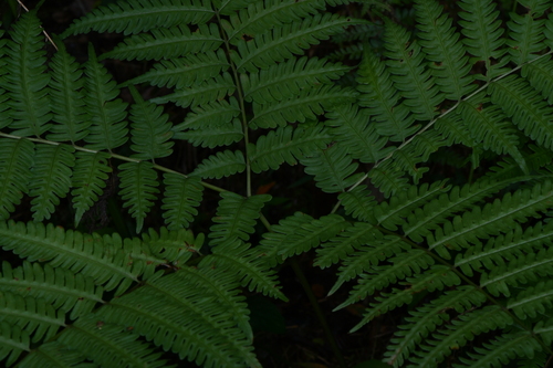 Pteris wallichiana observed 2026-08-31