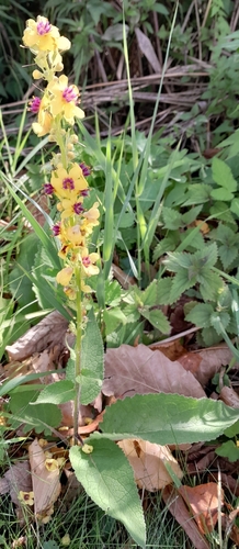 Dark Mullein