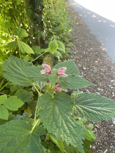 Lamium orvala, photograph 4