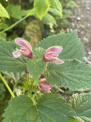 Lamium orvala, photograph (c) Thomas Dreux, some rights reserved (CC BY)