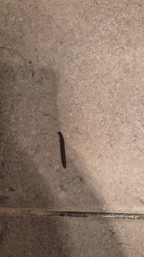 Portuguese Millipede