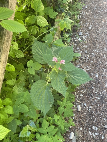 Lamium orvala, photograph 6