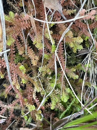 Selaginella helvetica, photograph 1